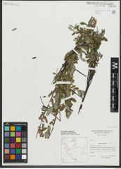 Foto von Salix repens subsp. repens L.